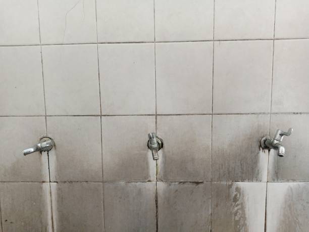 Best Mold removal after water damage  in Minneota, MN